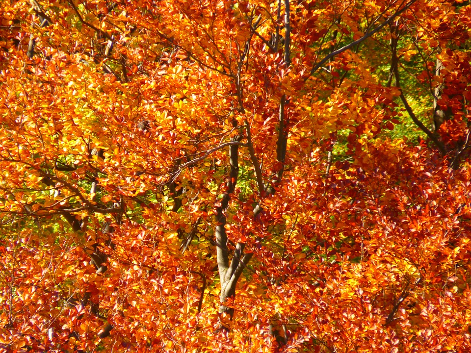 Autumn Equinox - happy or SAD?