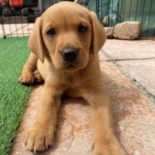 Nala (2) Nala (2)